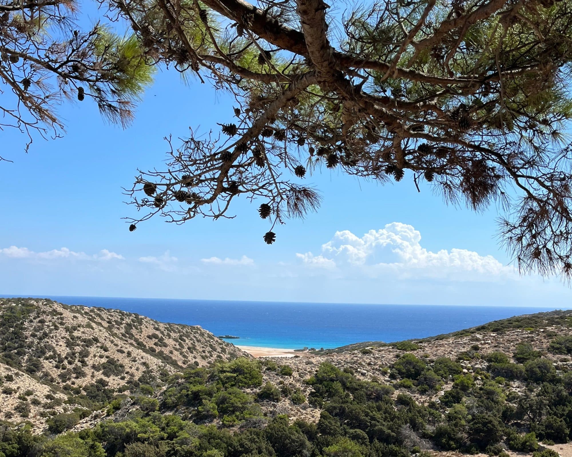A pine branch framing a remote sandy beach and open sea on the Cretan coast