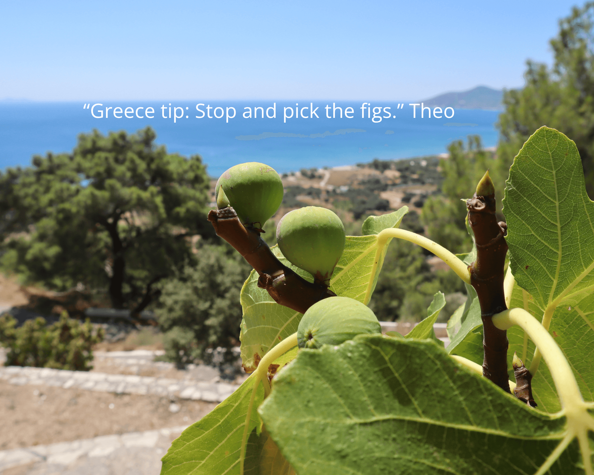 Figs ripening on the branch above a Greek island coastline - Monobrow Self-Guided Tours