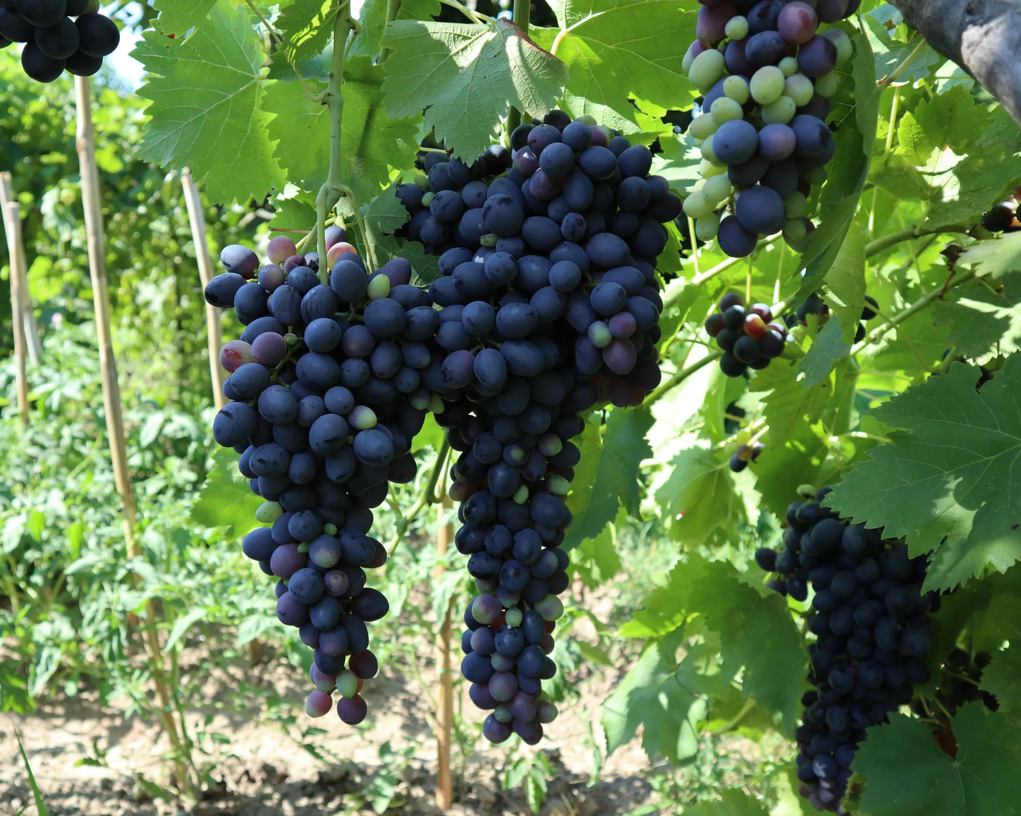 Dionysus Fest: The Cycle of the Cretan Grape