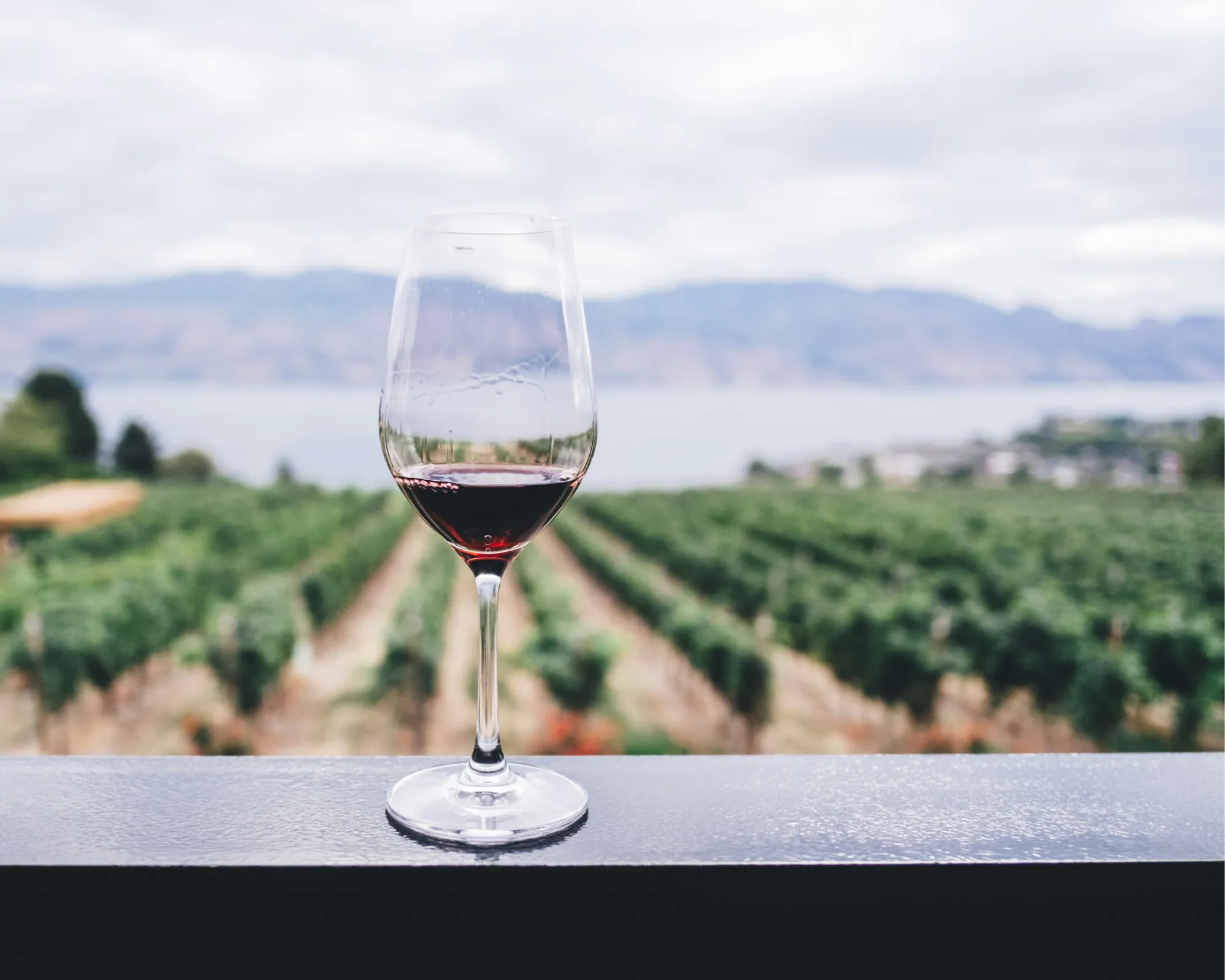 The Vine-Harvest Day Trip in Chania