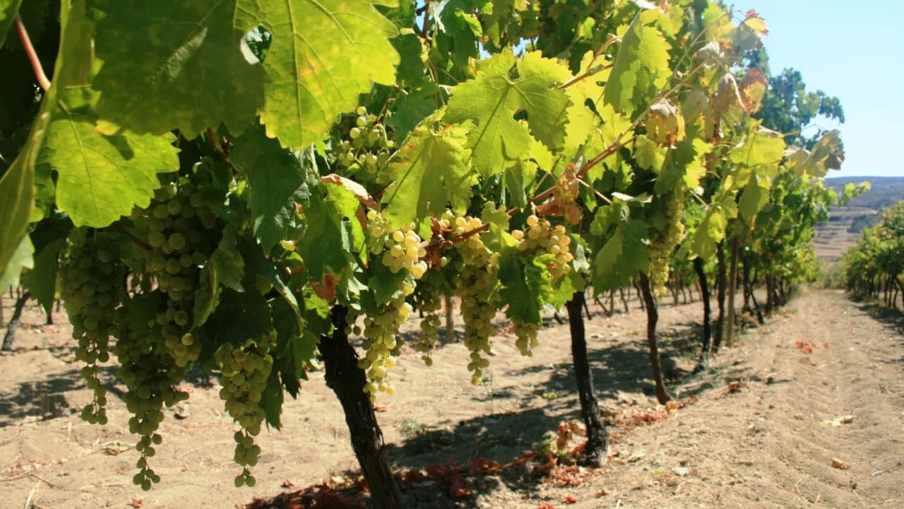 Naxos E-Bike Tour with Vineyard Visit