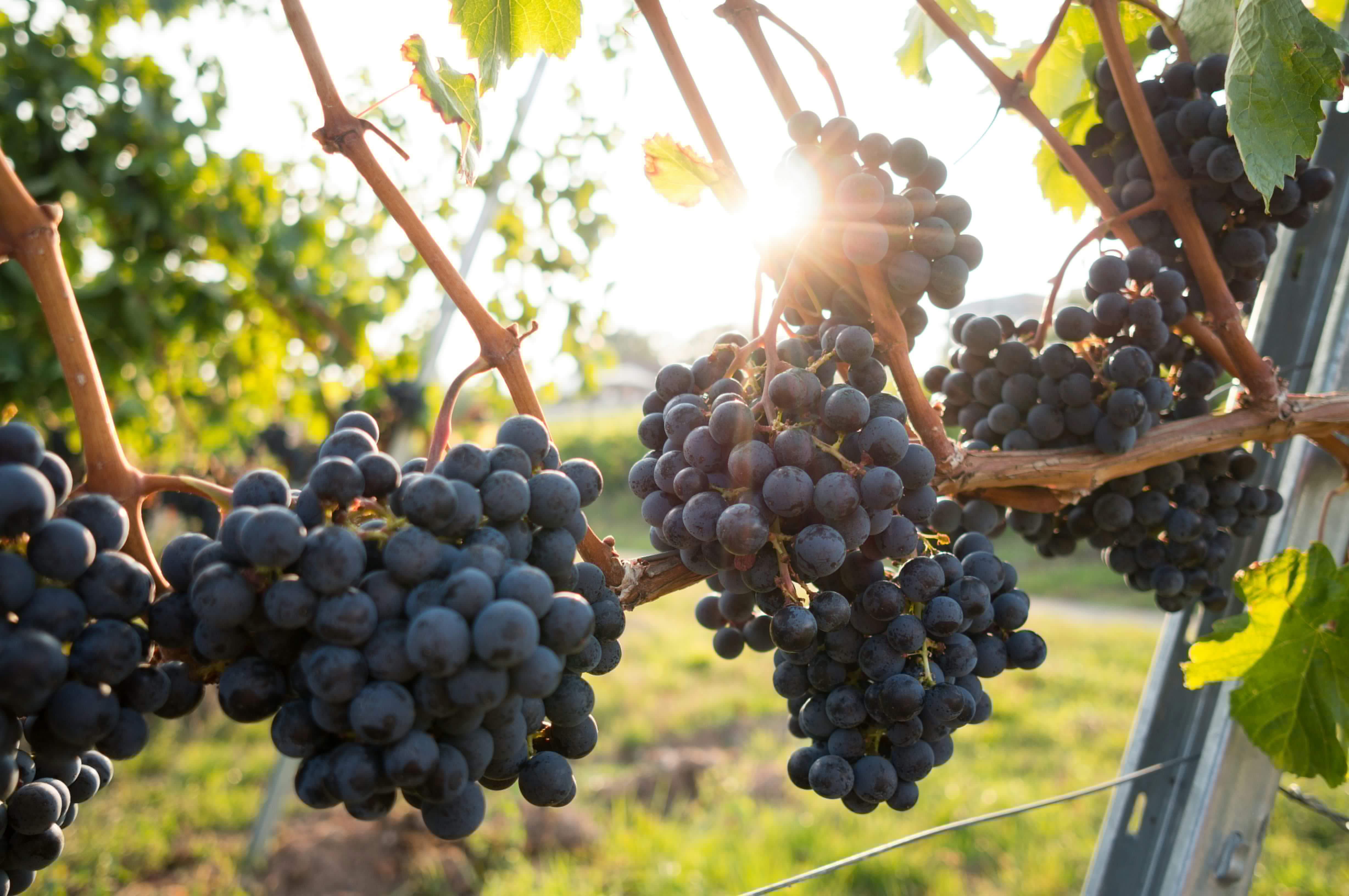 Vineyard Tour in Naxos with Food and Wine Tasting